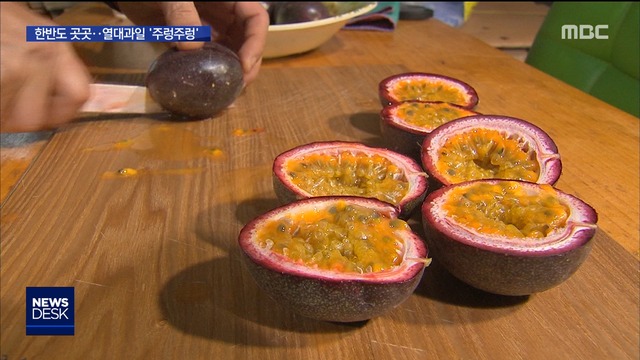 이제는 2모작강원 망고태안 파파야 주렁주렁