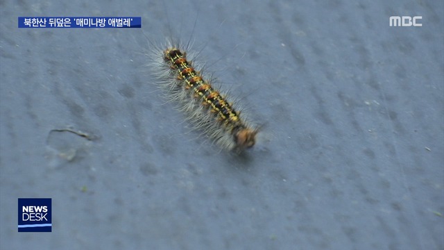 "겨울이 따뜻해서"북한산 뒤덮은 매미나방 애벌레