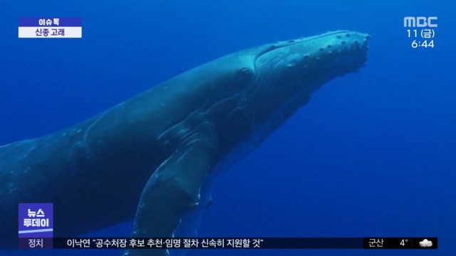 이슈톡 멕시코 해안서 신종 고래 발견 