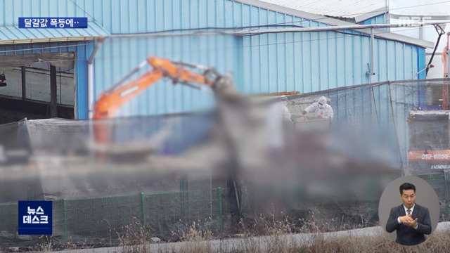 달걀값 폭등에 살처분 축소다른 예방법 없나