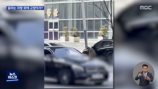 오늘 이 뉴스 달리는 차량 보닛 위에 고양이무슨 일이