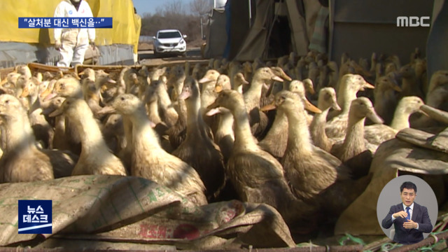"죽이지 말고 접종을"AI 백신 쓰면 안 되나