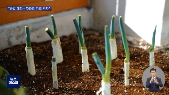 오늘 이 뉴스 파된 대파키워 먹어 벌자 파테크 열풍