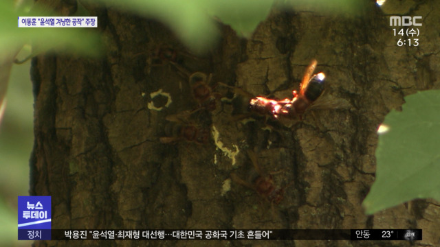 야산서 숲 체험 하다유치원생 등 25명 벌 쏘여