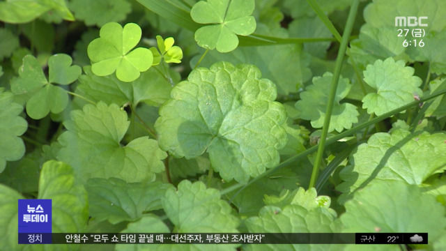 잡초의 변신습지 들풀이 기능성 화장품으로