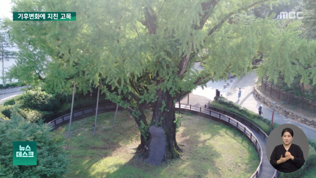 樹齢800年の「枯木」を見ると…「最近はとても天気が悪い」