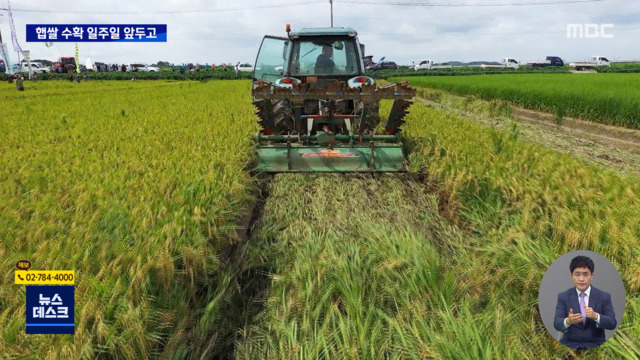 황금 들판 갈아엎는 농민들 "쌀값 대책 내놔야"