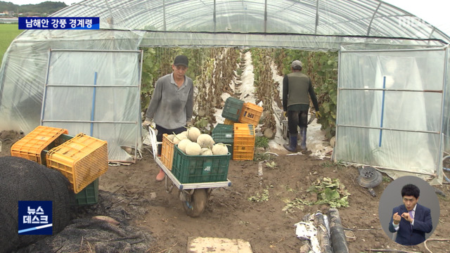 태풍 상륙 경남 비상농가 긴급 수확