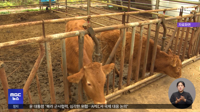 소 사육 최대 경북 뚫려럼피스킨 확진 95건