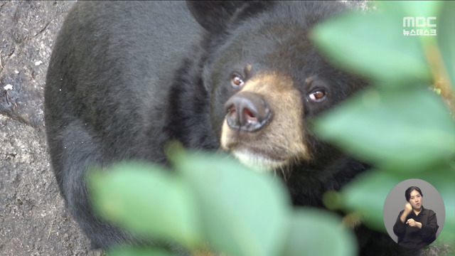 단독 6년 추격전 끝 숨진 오삼이관리 기록 입수해보니