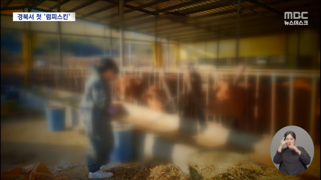 전국 최대 소 사육지역인 경북에서도 럼피스킨 첫 발생