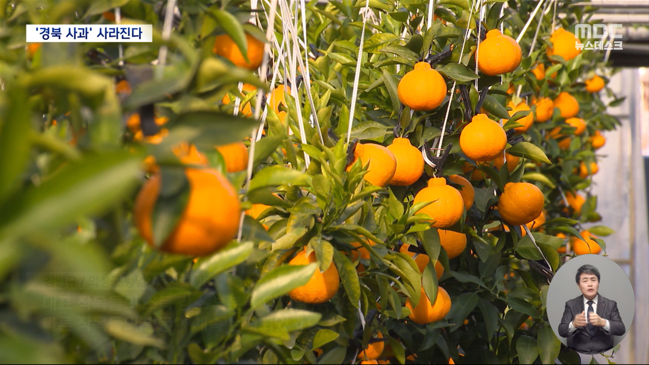"사과 대신 한라봉"기후변화에 과일지도 바뀐다