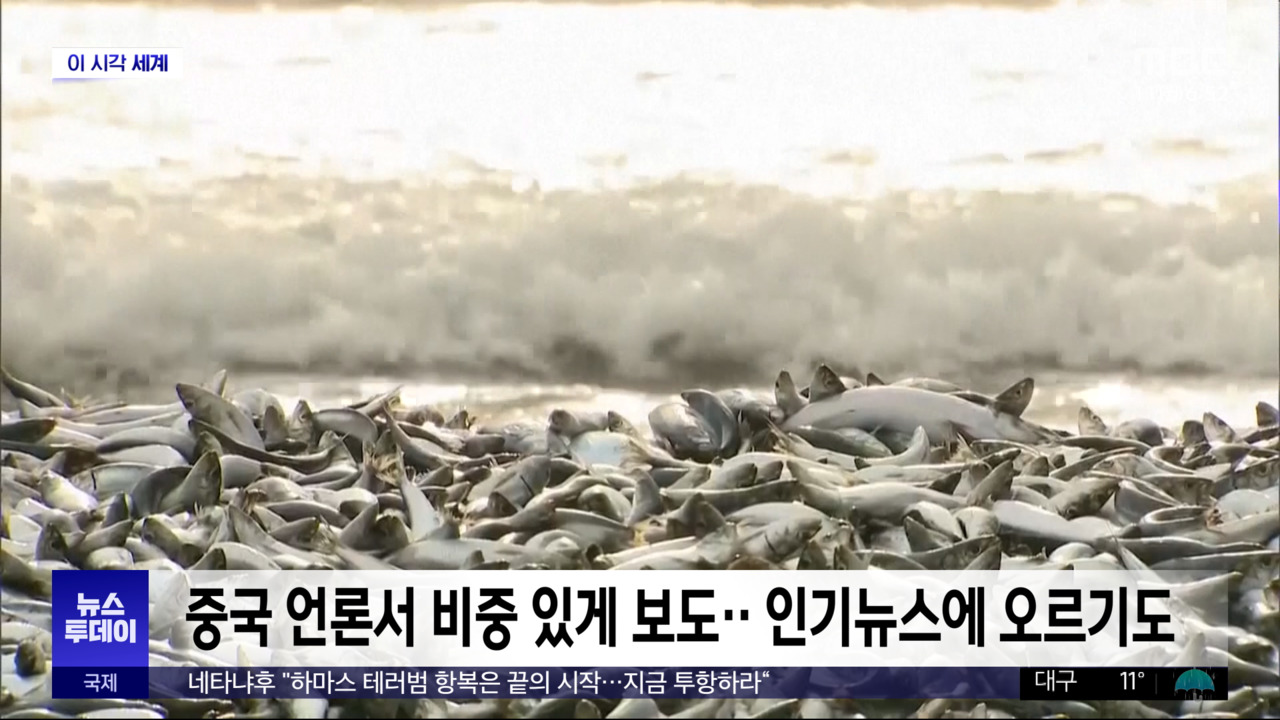 일본 홋카이도 연안서 물고기 떼죽음중국서도 '촉각'