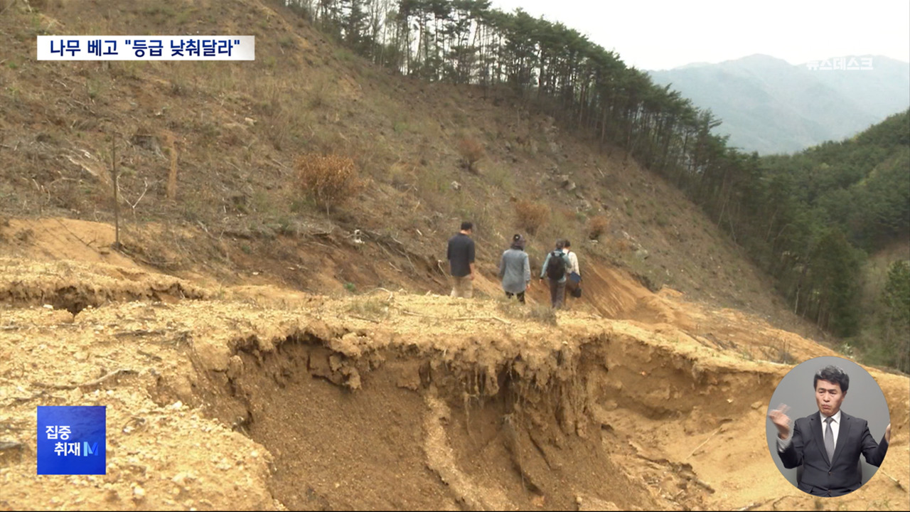 집중취재M 생태자연도 1등급지 대규모 벌목알고보니 골프장 개발 예정지