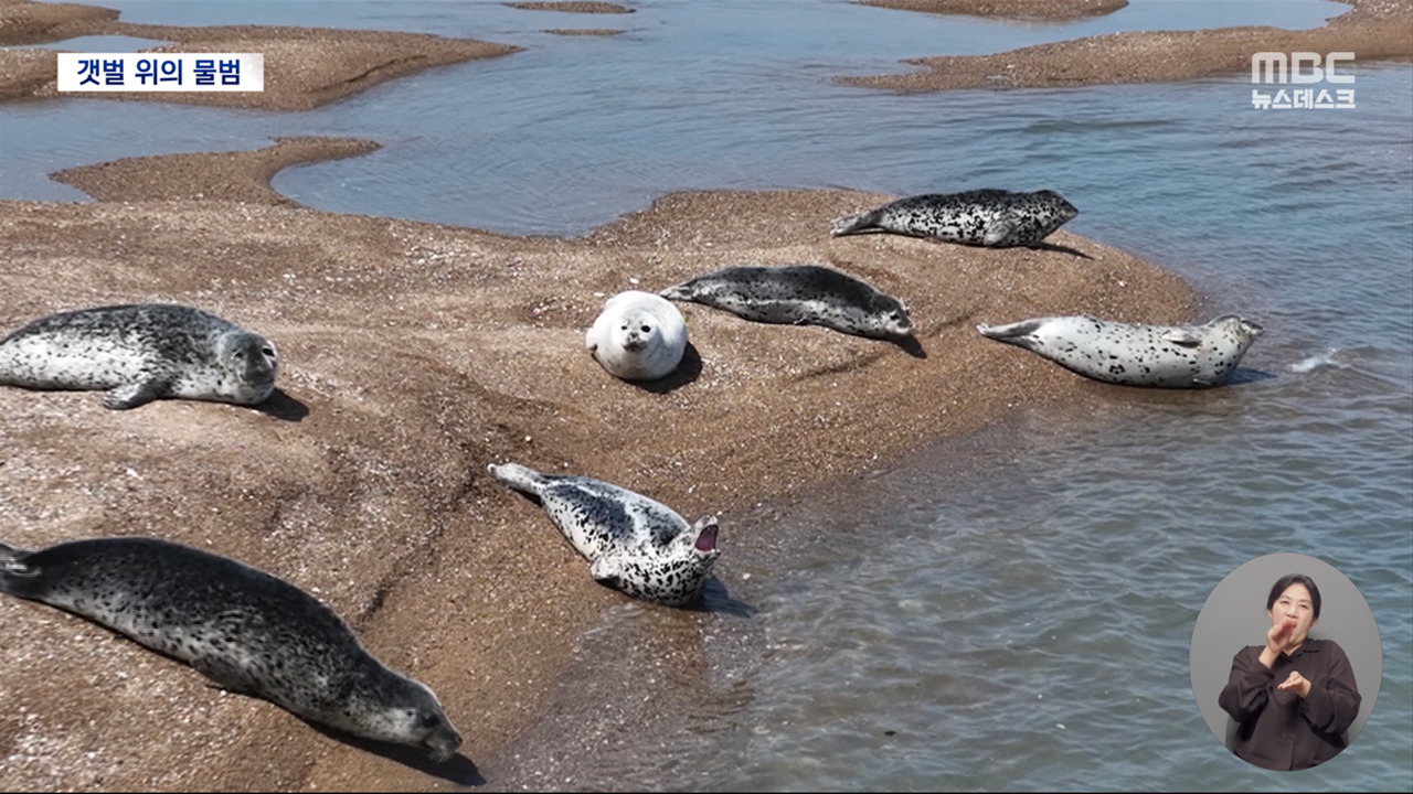 가로림만 찾은 점박이 물범들"생태공원 만들어야"