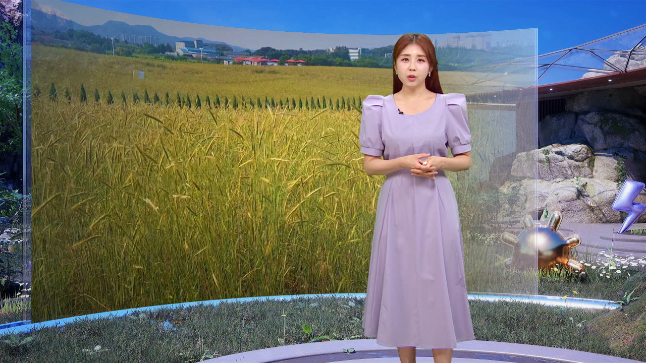 날씨 망종 앞두고 익어가는 호밀 내일 한여름 더위