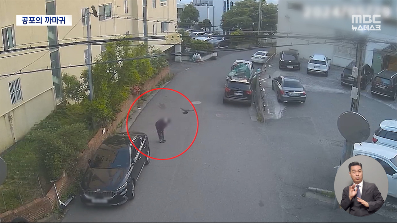 주민 무차별 공격하는 까마귀"대책 마련 어려워"