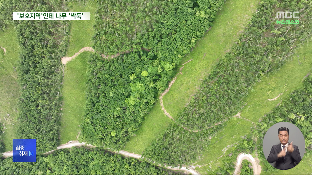 집중취재M 보호지역 지정하고 대규모 벌채백두대간 파헤친 산림청