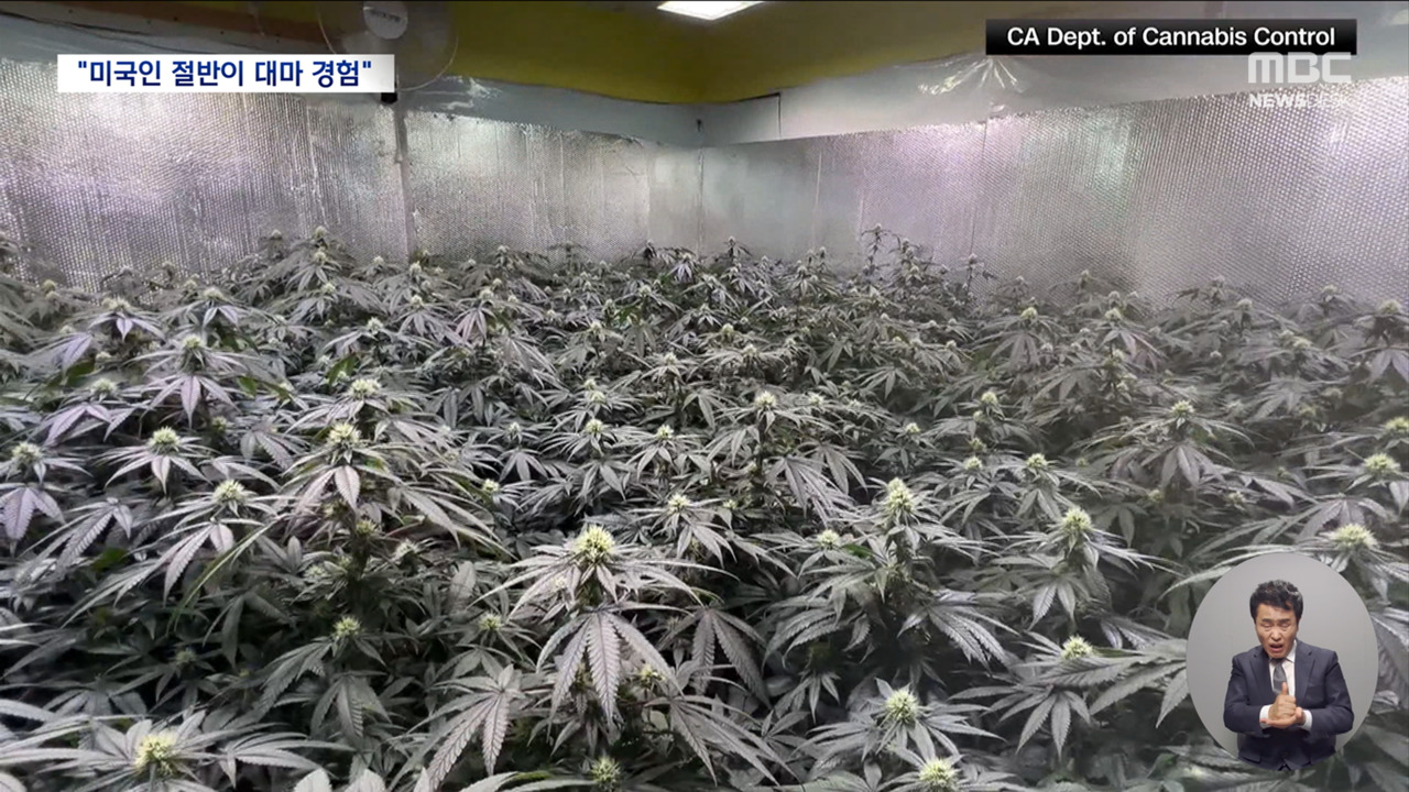 Marijuana cultivation in American residential areas… “Half of Americans have experienced it, 17% are currently smoking”