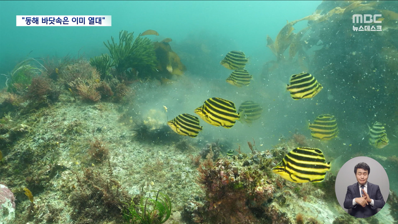 East Sea Heats Up: Unprecedented Water Temperature Surge Brings Tropical Fish Invasion to Southeast Asia - News Directory 3