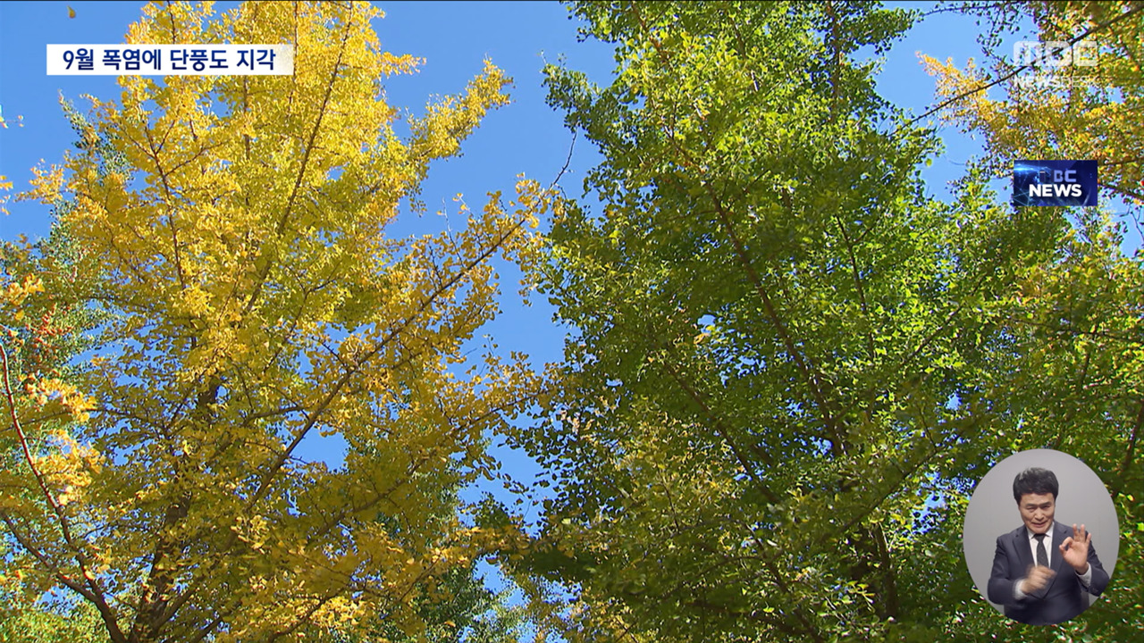 "한창 노랄 시기인데"단풍 명소 홍천 은행나무숲도 지각 단풍