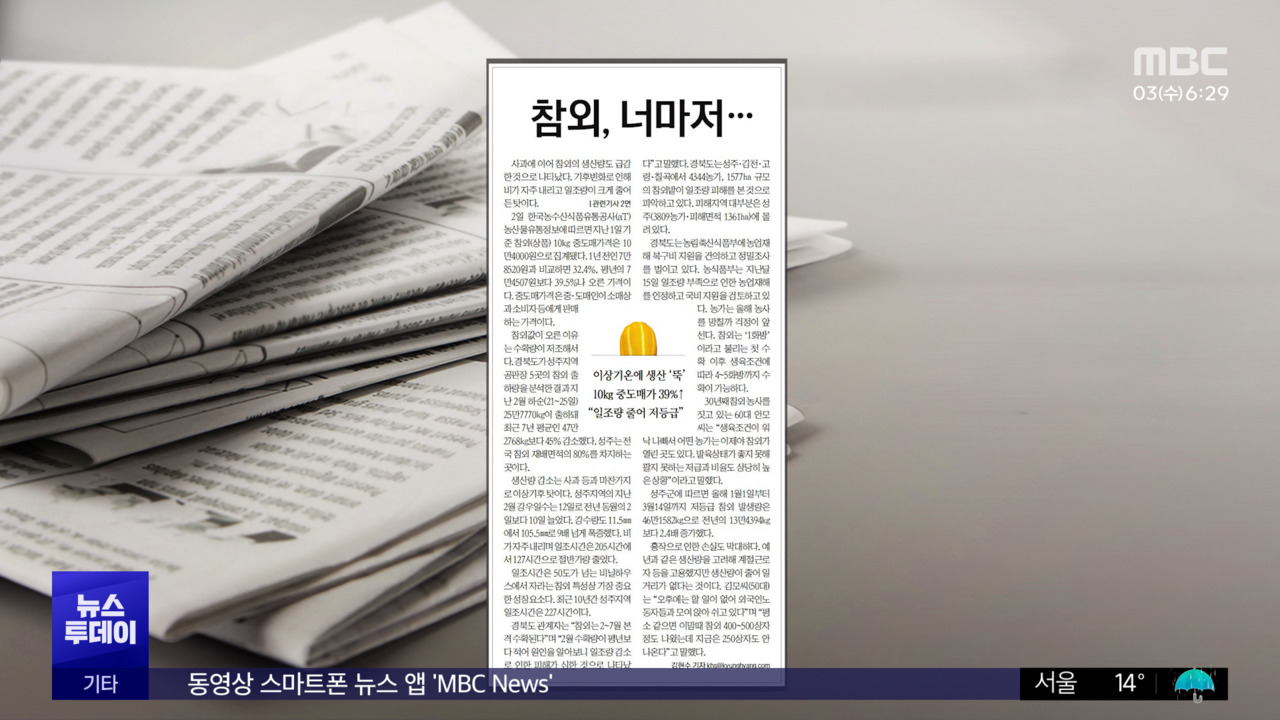 [오늘 아침 신문] 참외, 너마저‥이상기온에 생산 '뚝' 10kg 중도매가 39... - 뉴스 썸네일 이미지