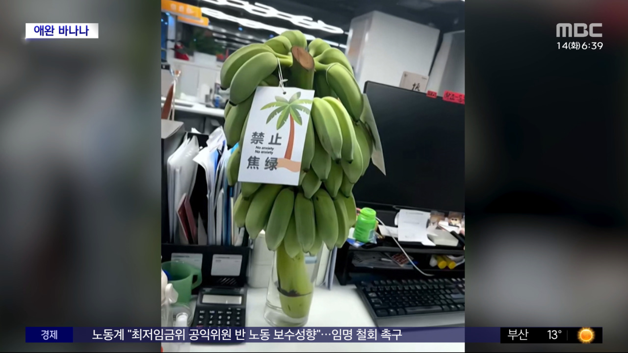 와글와글 녹색 바나나 불티사무실서 과일 키우는 중국 직장인들