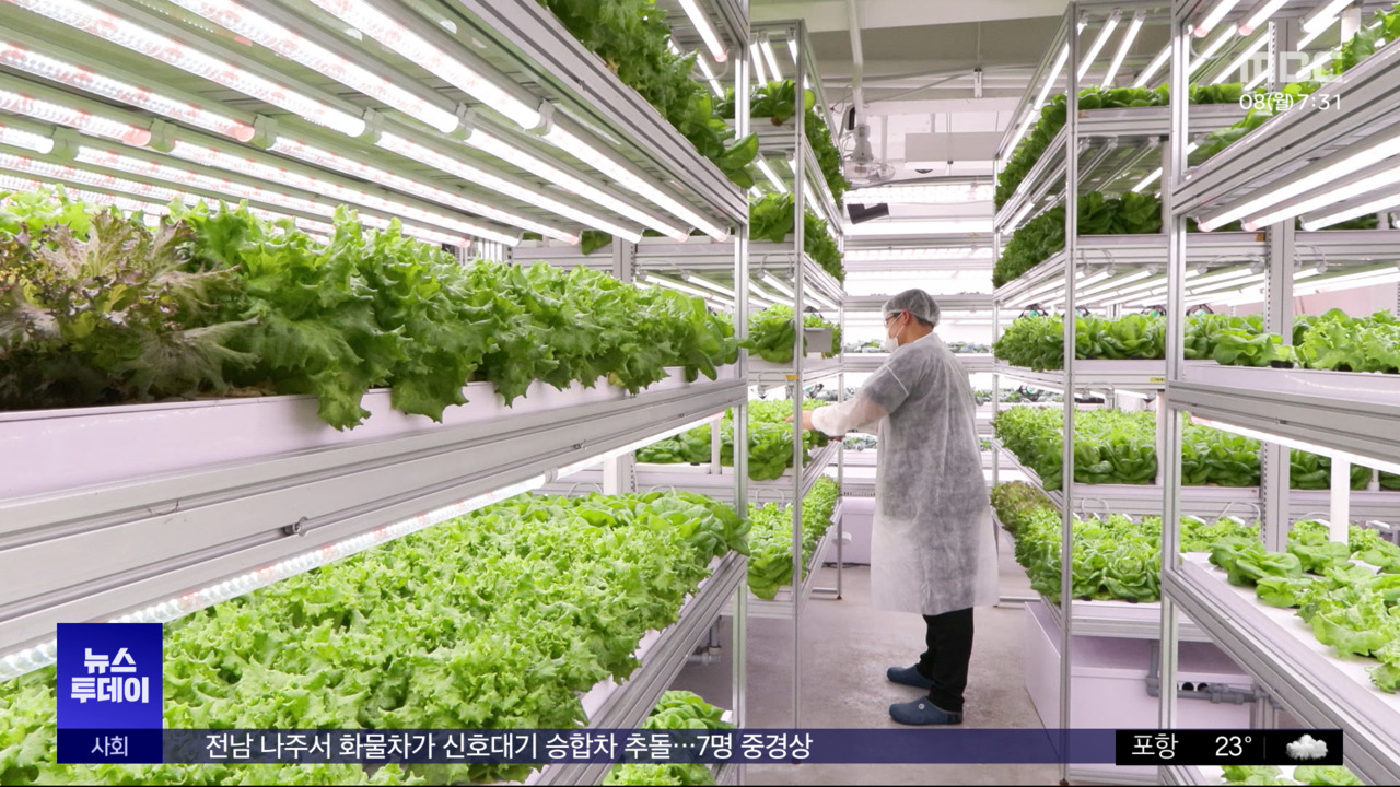 폭염장마에도 '쑥쑥'스마트팜 대안 될까