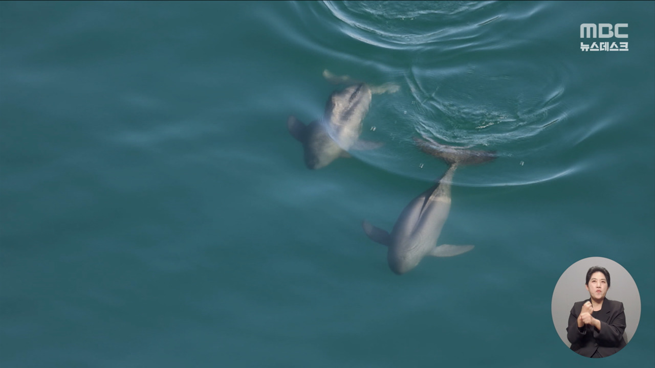구애하고 먹이 쫓고남해 앞바다 누비는 토종 돌고래 상괭이