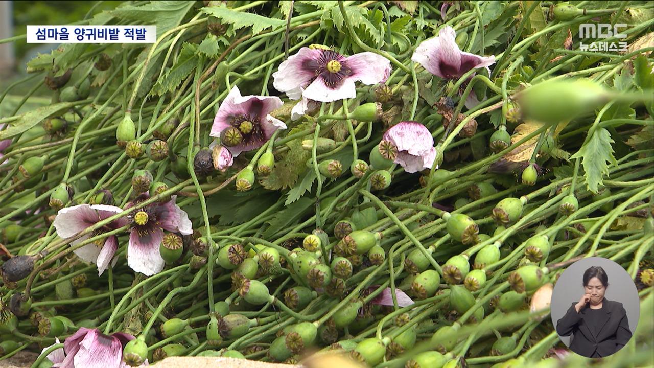 어촌도서 집안 곳곳 불법 양귀비"관상용과 혼동"