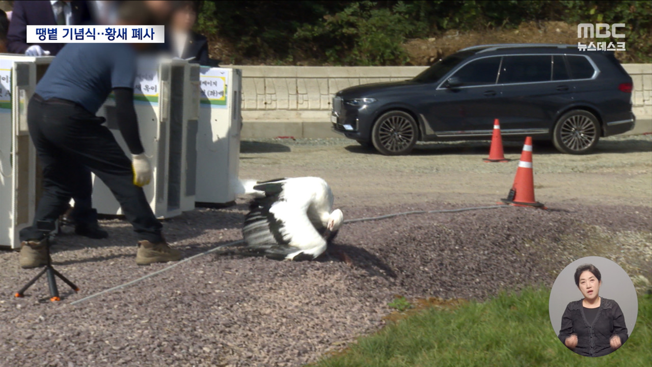 방사 직후 쓰러진 황새