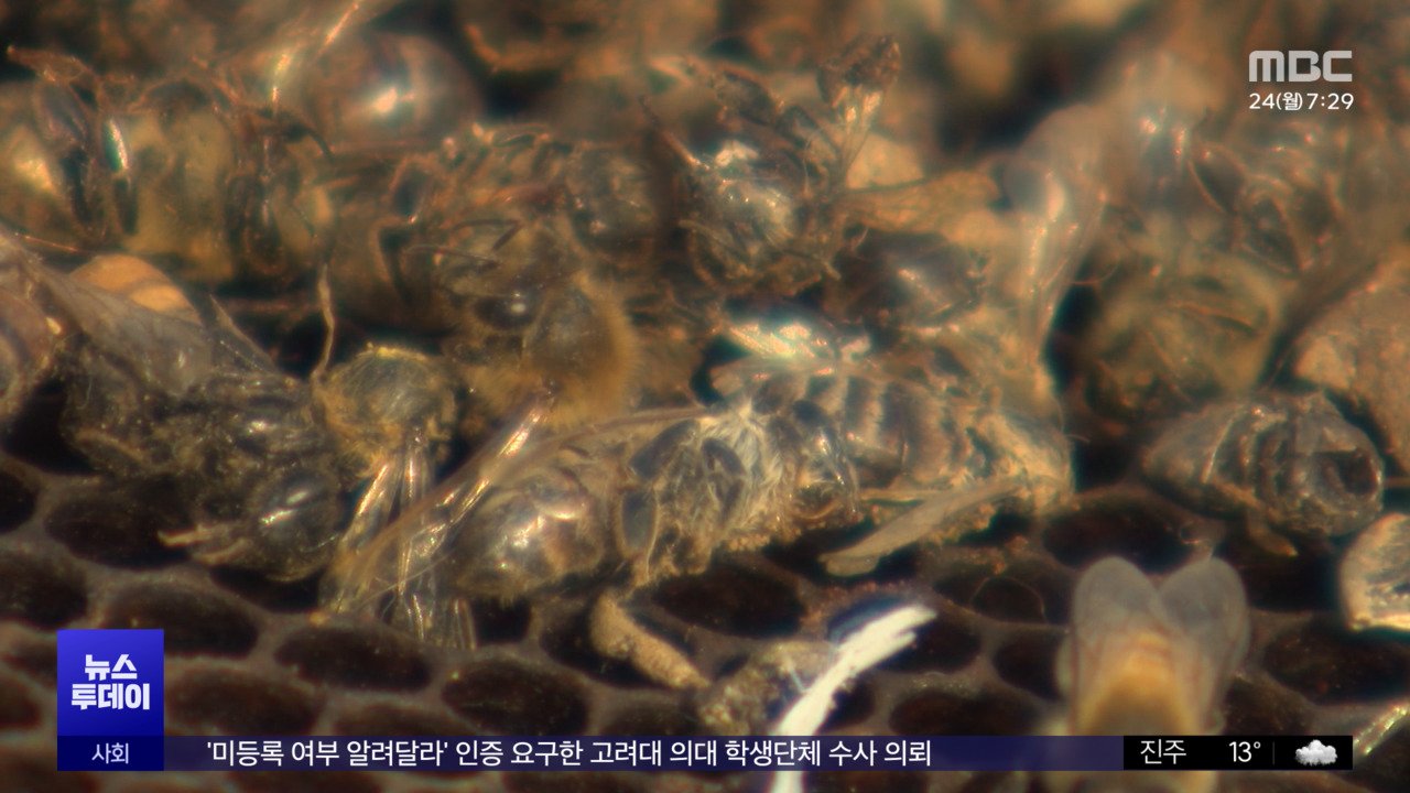 Ecological Watchman Bees Disappear