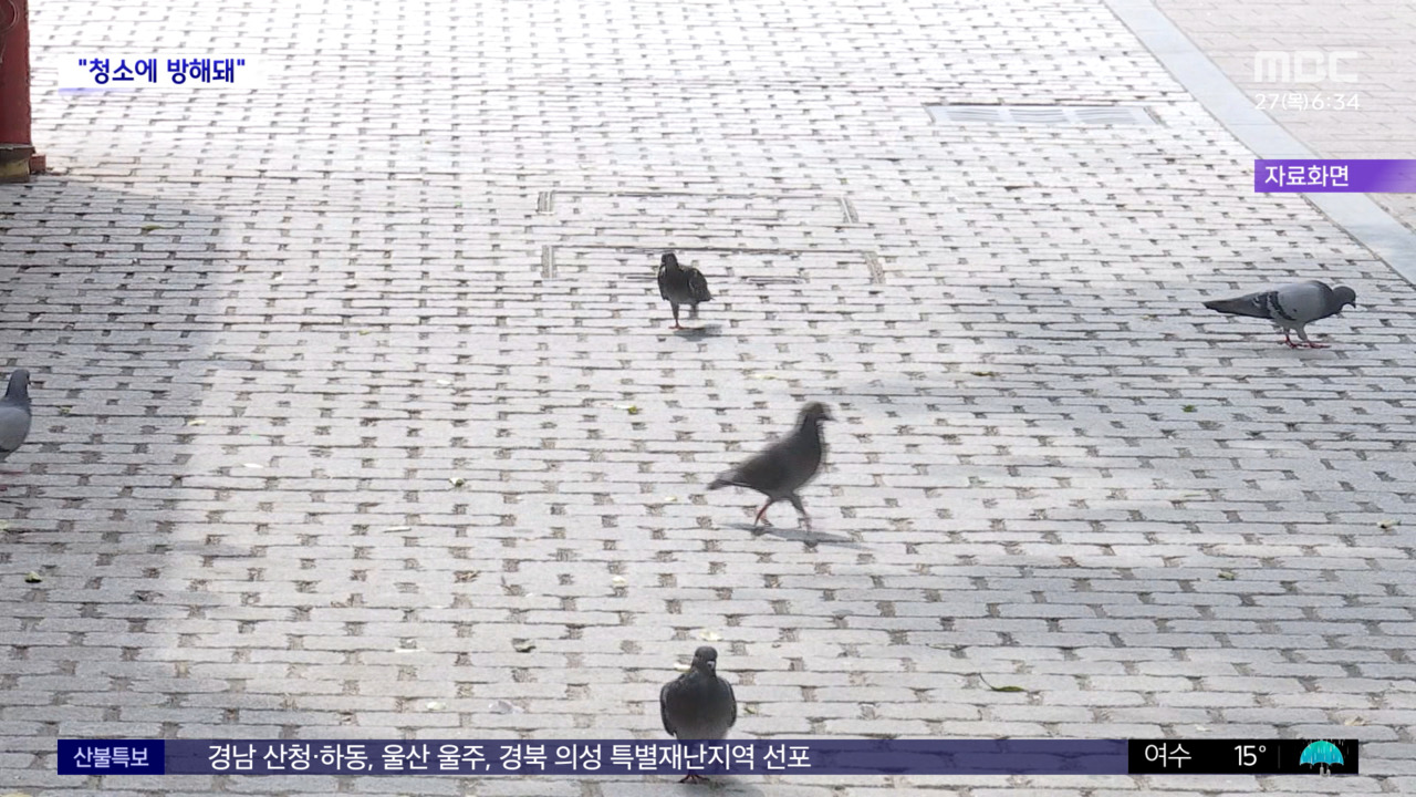 와글와글 백운역 비둘기 떼죽음50대 여성 입건