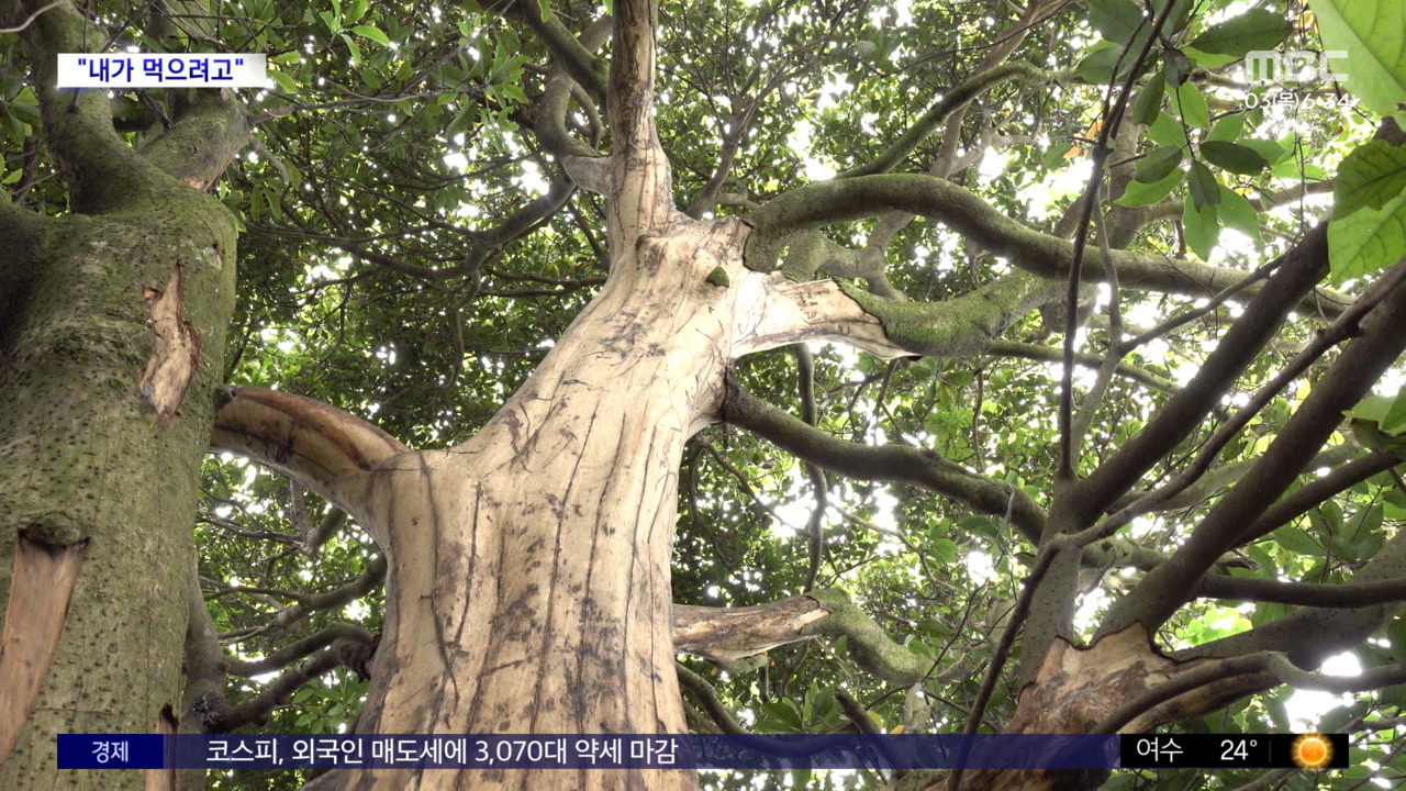 와글와글 제주서 나무 100여 그루 껍질 벗긴 50대왜