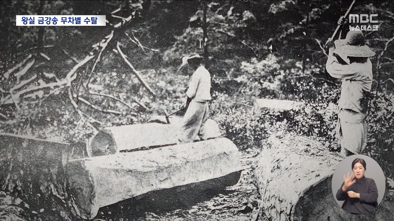 '금강송 매년 대형트럭 556대 반출' 도쿄제국대 국내 학습림 수탈 최초... - 뉴스 썸네일 이미지