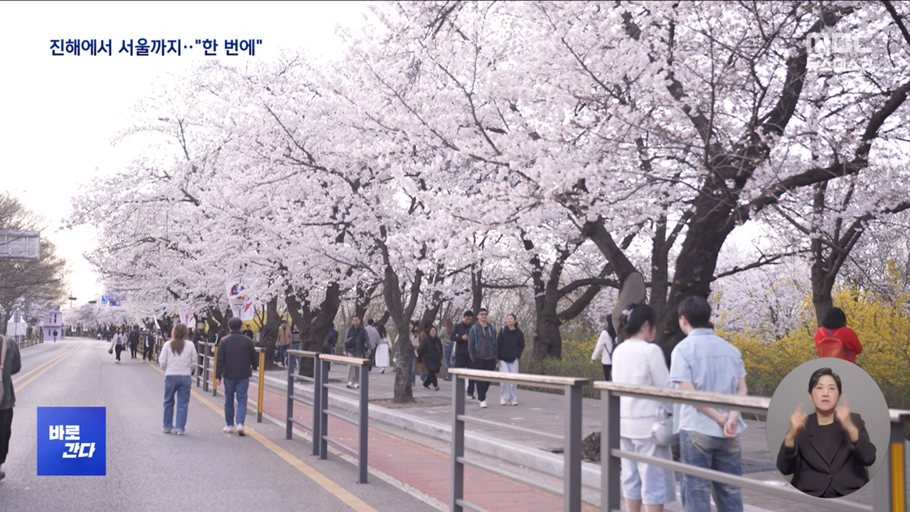 바로간다 벚꽃 북상 사라지고 진해부터 여의도 동시 개화생태계 영향은