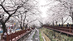 [바로간다] 벚꽃 북상 사라지고 진해부터 여의도 동시 개화‥생태계 영향은?