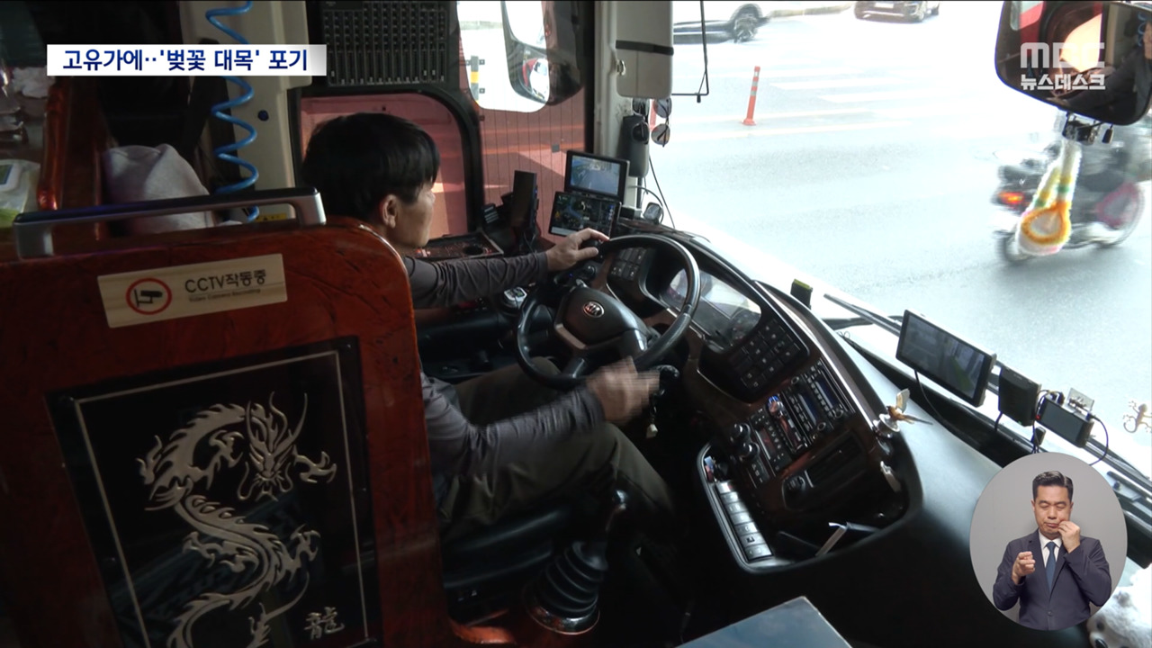 "벚꽃 성수기도 포기"도로 위 생계형 운전자들 또 한숨