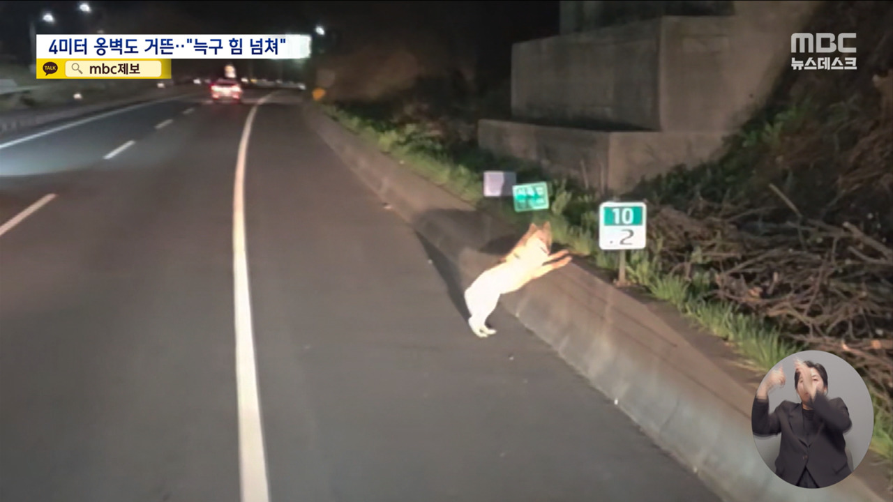 야생성 없는 늑구"마취총 피하고 4미터 옹벽도 거뜬"