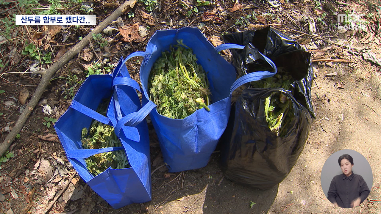 30만 원어치 두릅이 발밑에서 쓰레기로? 산림청의 가혹한 단속
