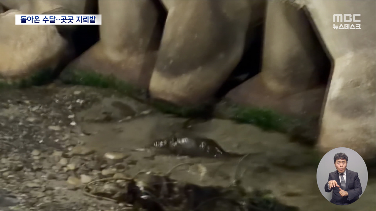 도심 해안가서 수달 목격"폐어구 익사 위험"