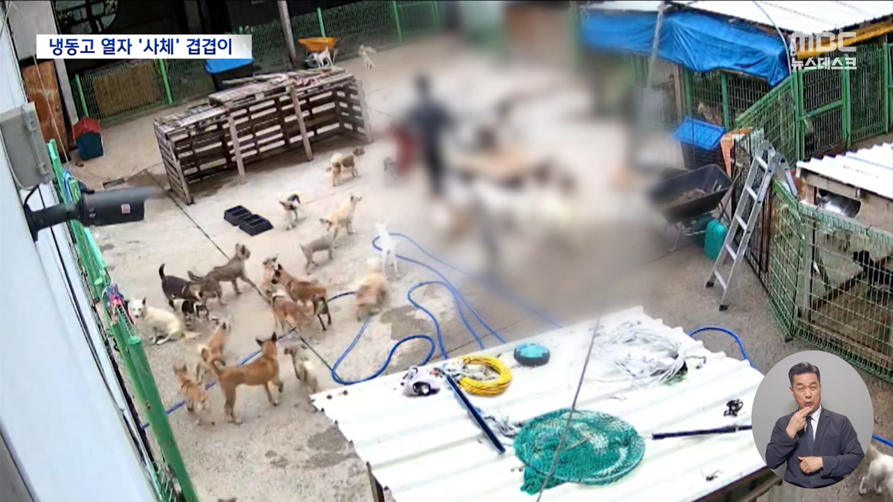 지자체 보호소 맞아? 오물 범벅에 유기견 사체 뜯어먹는 충격 실태