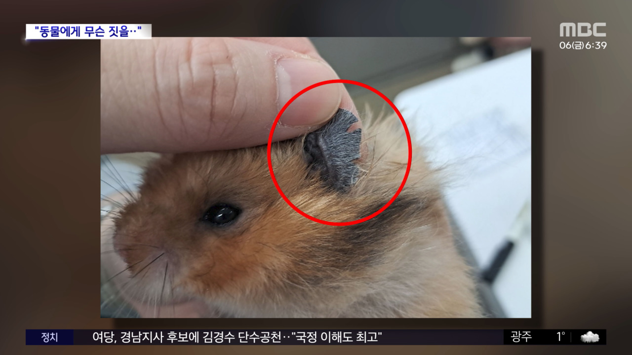 [와글와글] 「掃除機で吸引」ハムスター虐待検察送