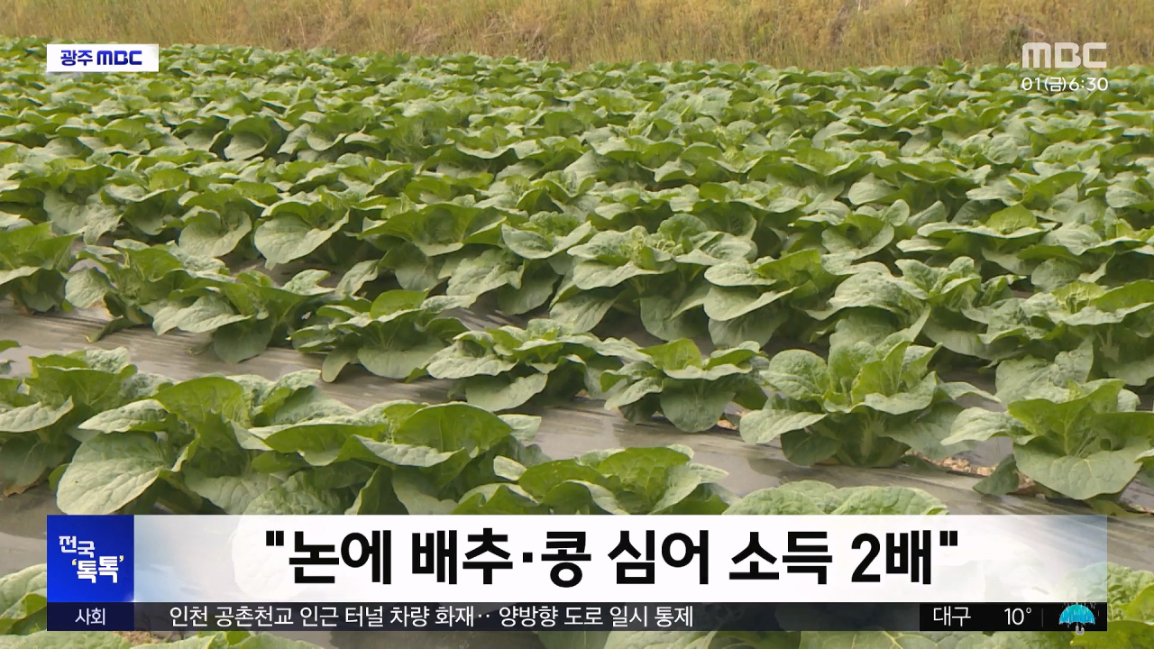 전국톡톡논에배추콩심어소득2배