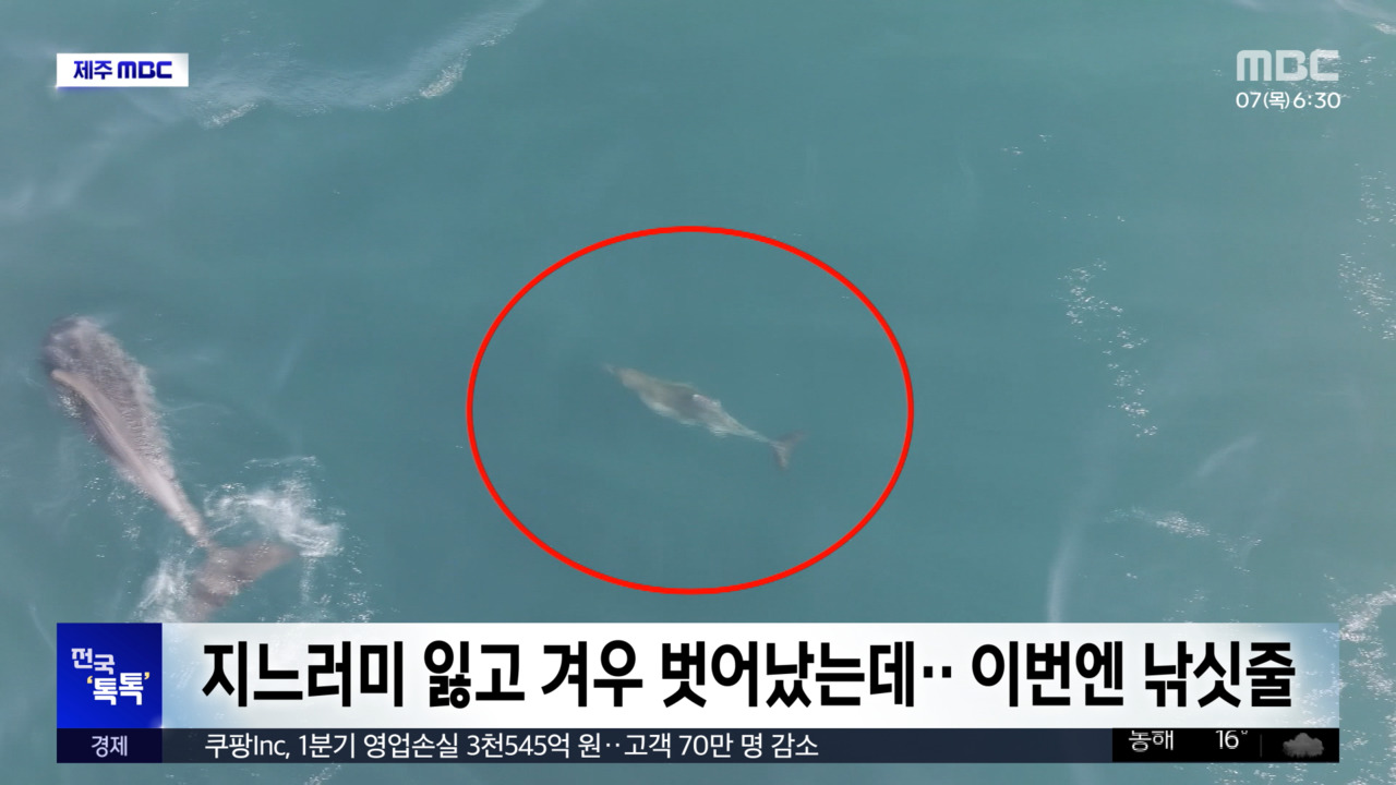 전국톡톡지느러미잃고겨우벗어났는데이번엔낚싯줄