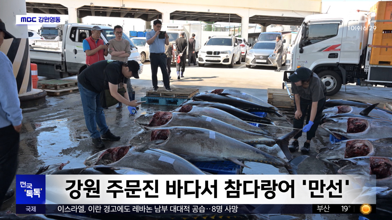전국톡톡강원주문진바다서참다랑어만선