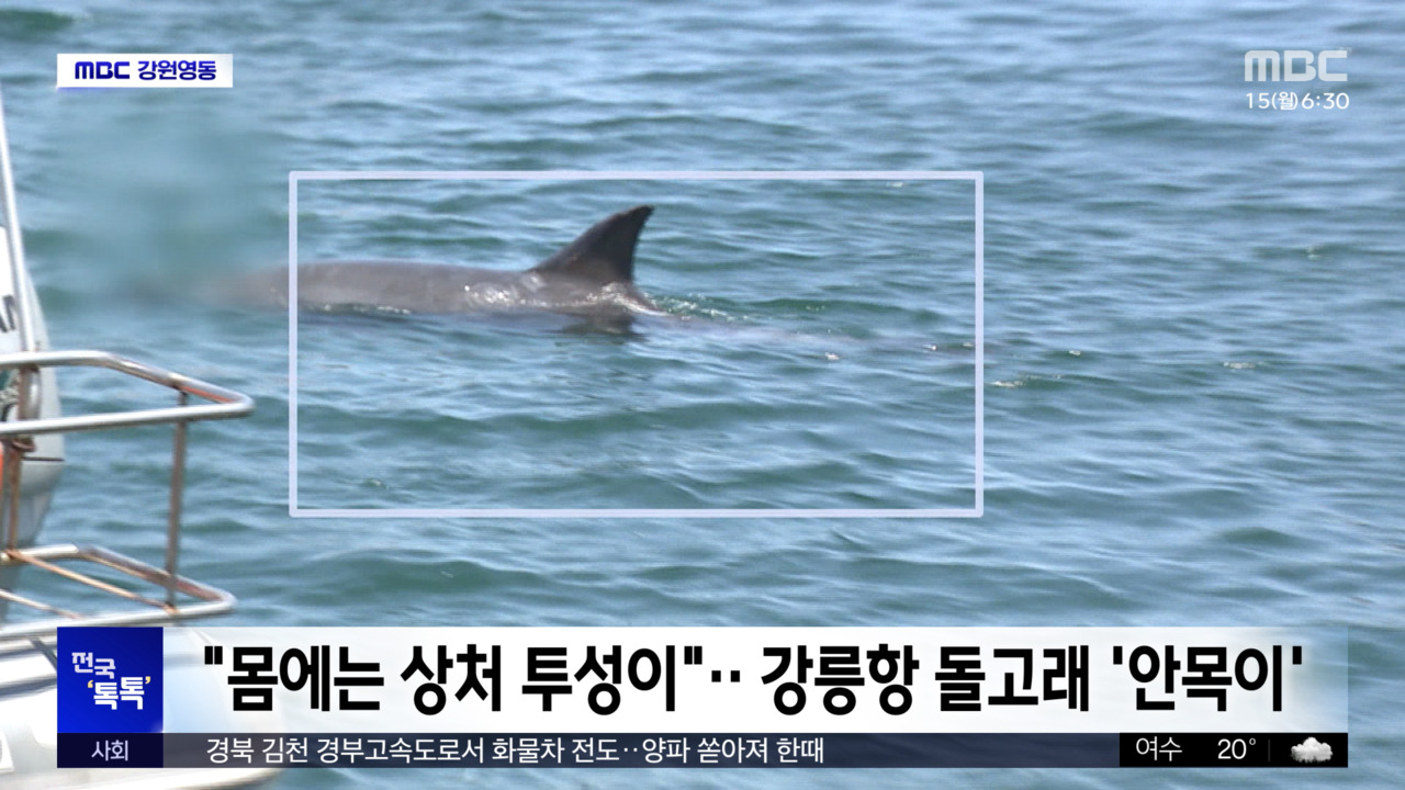 전국 톡톡 "몸에는 상처 투성이"강릉항 돌고래 안목이