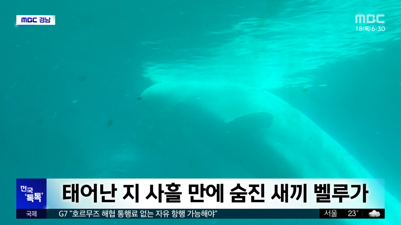 전국 톡톡 태어난 지 사흘 만에 숨진 새끼 벨루가