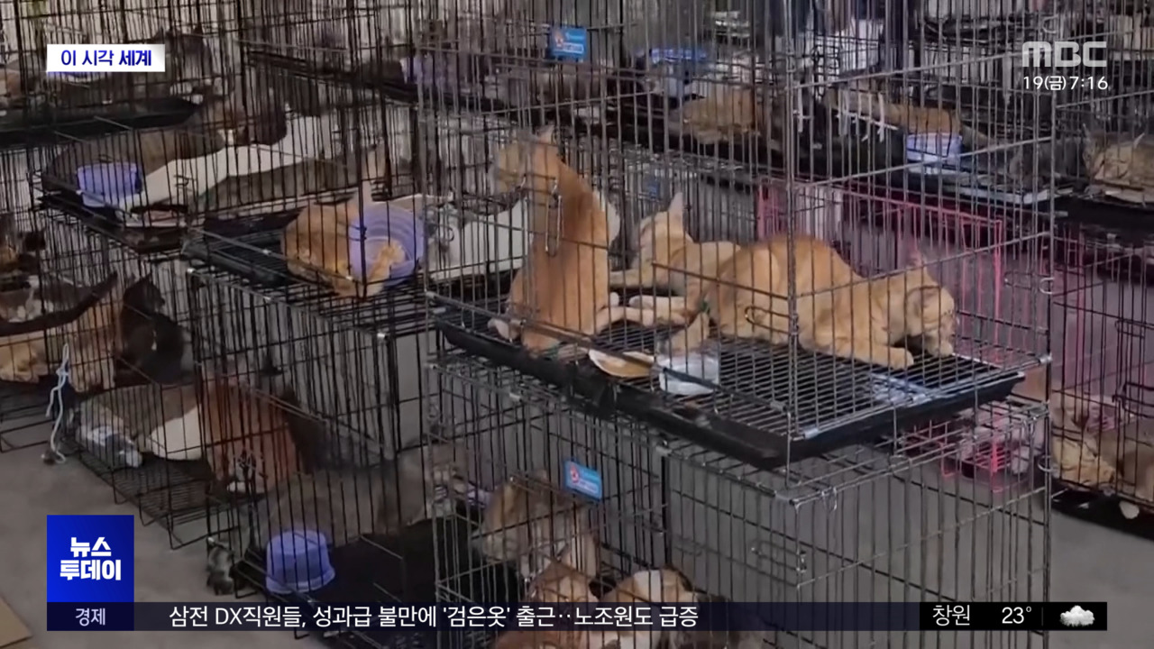 이 시각 세계 식용 도축 위기 고양이 4백여 마리 구조